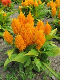 Sárga indiai kakastaréj - tarajos celosia - Celosia argentea var cristata, Celosia argentea var. cristata, saláta